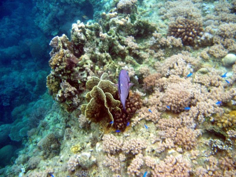 菲律宾科技大学2021硕士招生简章